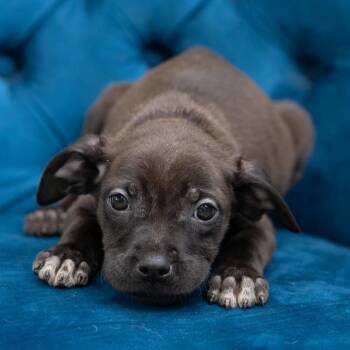 Pit Bull Terrier Dogs Available for Adoption in Zionsville, Indiana - Patty | PetCurious