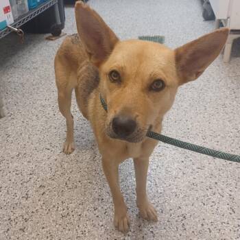 Rouge the Bat -  Shepherd and Feist Dog for Adoption in Hattiesburg, Mississippi - Rouge The Bat | PetCurious