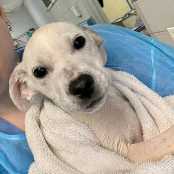 Mixed Breed Dogs Available for Adoption in New York, New York - Cloud | PetCurious