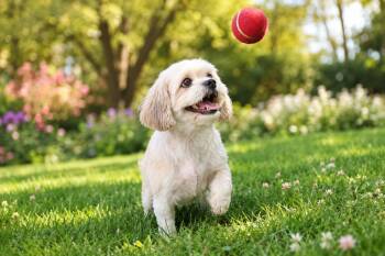 Lizzy -  Shih Tzu Dog for Adoption in Rockville, Maryland - Lizzy | PetCurious