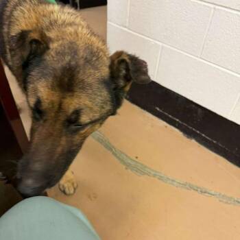 Mixed Breed Dogs Available for Adoption in Gadsden, Alabama - Bama | PetCurious