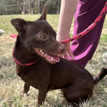 Chihuahua Dogs Available for Adoption - Hazel | PetCurious
