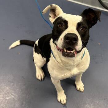 Candy Bar -  Pit Bull Terrier Dog for Adoption in Greensboro, North Carolina - Candy Bar | PetCurious