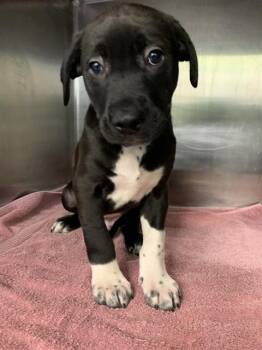 MCA -  American Staffordshire Terrier and Mixed Breed Dog for Adoption in Grand Prairie, Texas - MCA | PetCurious