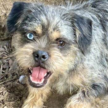 Dipper -  Mixed Breed Dog for Adoption in Rockville, Maryland - Dipper | PetCurious