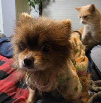 Pomeranian Dogs Available for Adoption - Franky | PetCurious