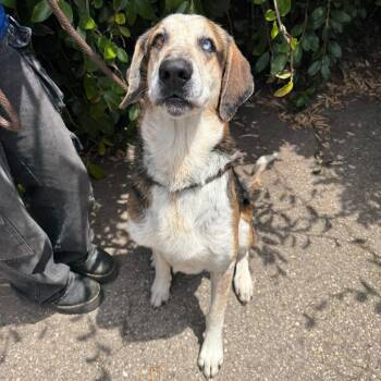 Rowdy -  Hound and Labrador Retriever Dog for Adoption in Goleta, California - Rowdy | PetCurious