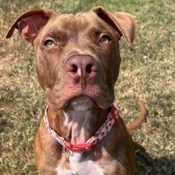 Cinnamon -  Pit Bull Terrier Dog for Adoption in The Colony, Texas - Cinnamon | PetCurious