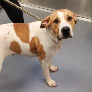 Mazy -  Mixed Breed Dog for Adoption in Sarasota, Florida - Mazy | PetCurious