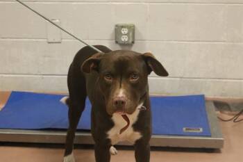 Rescue Mixed Breed Dogs for Adoption in Columbia, South Carolina - DRACULA | PetCurious
