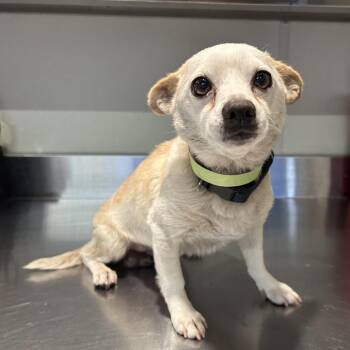 IVHS-Stray-140460 -  Chihuahua Dog for Adoption in San Gabriel, California - IVHS-Stray-140460 | PetCurious