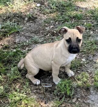 Pit Bull Terrier and Dachshund Dogs Available for Adoption in Crescent City, Florida - James Dean | PetCurious