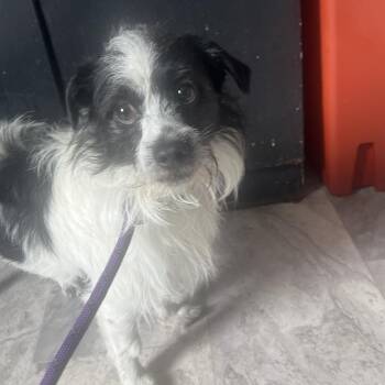 Snoopy -  Shih Tzu and Terrier Dog for Adoption in Summerlee, West Virginia - Snoopy | PetCurious