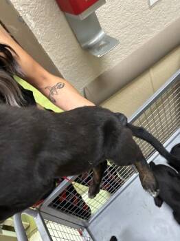 Lightning McQueen -  Black Labrador Retriever Dog for Adoption in Hobbs, New Mexico - Lightning McQueen | PetCurious