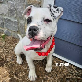Ruthie -  Pit Bull Terrier and Mixed Breed Dog for Adoption in Madisonville, Tennessee - Ruthie | PetCurious