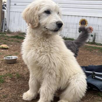 Standard Poodle and Great Pyrenees Dogs Available for Adoption - Zero | PetCurious