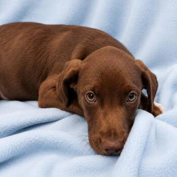 Labrador Retriever Dogs Available for Adoption in Sterling, Massachusetts - Kitt - 12 Weeks ( Avail 6/3) | PetCurious