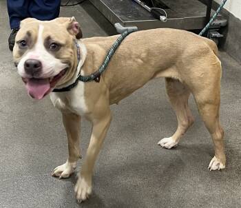 Rescue Terrier Dogs for Adoption - PUMPKIN | PetCurious