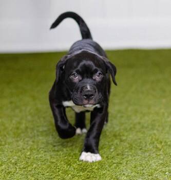 Samson -  Labrador Retriever and Terrier Dog for Adoption in Bloomfield, Connecticut - Samson | PetCurious
