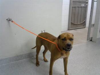 A186956 -  Boxer and Mixed Breed Dog for Adoption in Pasadena, Texas - A186956 | PetCurious