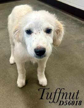 Tuffnut -  Mixed Breed Dog for Adoption in Clarksville, Tennessee - Tuffnut | PetCurious