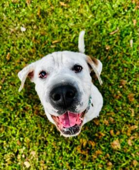 Orion -  Mixed Breed Dog for Adoption in Cornelius, North Carolina - Orion | PetCurious