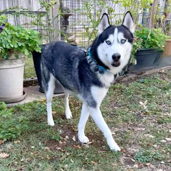 Siberian Husky Dogs Available for Adoption - Sokka Has Been Looking For You! | PetCurious