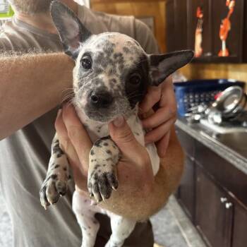 Finn -  Australian Cattle Dog Blue Heeler and French Bulldog Dog for Adoption in Riverwoods, Illinois - Finn | PetCurious