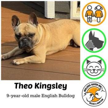 Rescue French Bulldog Dogs for Adoption in Bonney Lake, Washington - THEO KINGSLEY | PetCurious