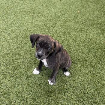 Witches Brew 8609 -  Terrier Dog for Adoption in Loxahatchee Groves, Florida - Witches Brew 8609 | PetCurious