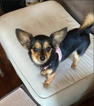 Chihuahua and Yorkshire Terrier Dogs Available for Adoption in Brooklyn Center, Minnesota - Priscilla | PetCurious