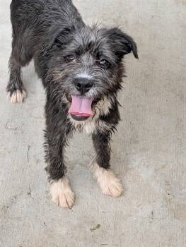 Wirehaired Terrier Dogs Available for Adoption in Baton Rouge, Louisiana - Tippy | PetCurious