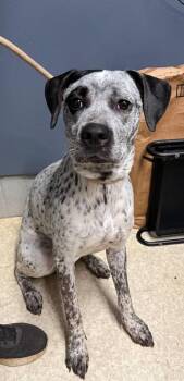 Ziah -  Cattle Dog Dog for Adoption in Virginia, Minnesota - Ziah | PetCurious