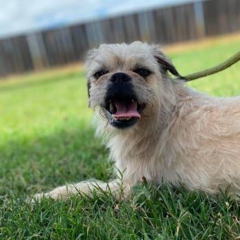 Pyrite -  Brussels Griffon and Wirehaired Terrier Dog for Adoption in St. Augustine, Florida - Pyrite | PetCurious