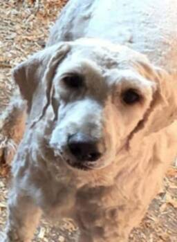 Sirabi -  Goldendoodle Dog Available for Adoption in Mauston, Wisconsin - Sirabi | PetCurious
