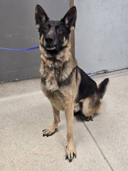 KING -  German Shepherd Dog and Mixed Breed Dog for Adoption in Tallahassee, Florida - KING | PetCurious