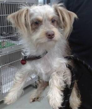 HARLEY -  Terrier Dog for Adoption in Salinas, California - HARLEY | PetCurious