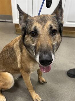 Belgian Shepherd Malinois Dogs Available for Adoption - OCEAN | PetCurious
