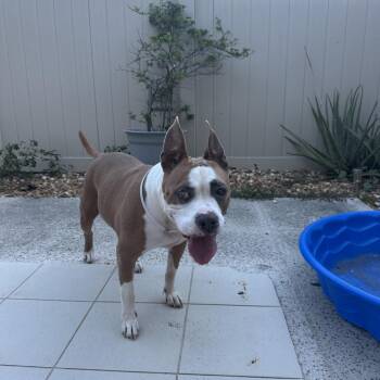 Linda -  Pit Bull Terrier Dog for Adoption in Hobe Sound, Florida - Linda | PetCurious