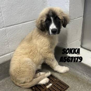 Anatolian Shepherd Dogs Available for Adoption - SOKKA | PetCurious