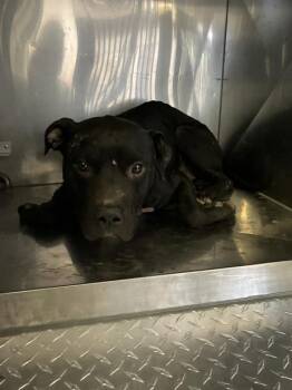 RICK -  Mixed Breed Dog for Adoption in Dallas, Texas - RICK | PetCurious