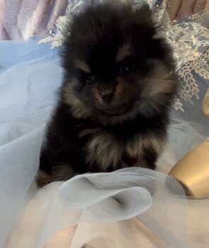 Josephine -  Pomeranian Dog for Sale in Redding, California - Josephine | PetCurious