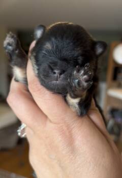 Josephine -  Pomeranian Dog Available for Sale in Redding, California - Josephine | PetCurious