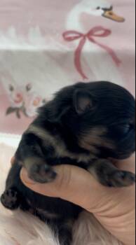 Pomeranian Dogs Available for Sale in Redding, California - Josephine | PetCurious