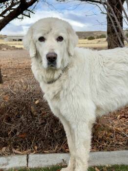Rescue Maremma Sheepdog and Akbash Dogs for Adoption in Gardnerville, Nevada - Bianca | PetCurious