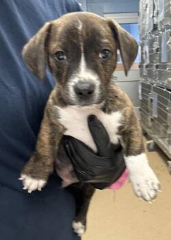Rhinoceros - Adopted -  Mixed Breed Dog for Adoption in Chamblee, Georgia - Rhinoceros - Adopted | PetCurious