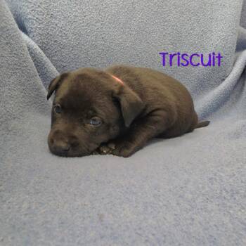 Triscuit -  Mixed Breed Dog for Adoption in Parkersburg, West Virginia - Triscuit | PetCurious