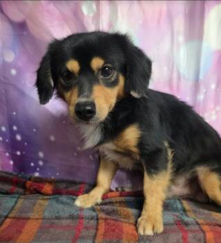 Lizard -  Chihuahua Dog for Adoption in Sedalia, Colorado - Lizard | PetCurious
