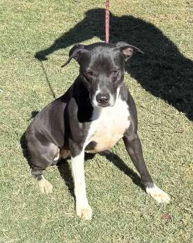 Rescue Labrador Retriever Dogs for Adoption in Woodstock, Ontario - Nova | PetCurious