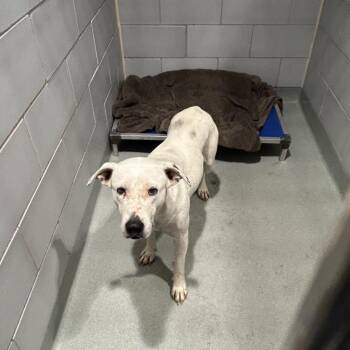 Robin -  Terrier Dog for Adoption in Abilene, Texas - Robin | PetCurious